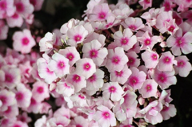 Phlox "Bright Eyes"